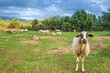 Sheep in pasture