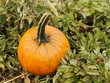 Pumpkin patch