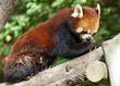 Red Panda