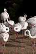 Foto: Flamingos Flamingos