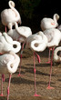Foto: Sleeping Flamingos Sleeping Flamingos