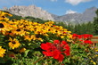 MOUNTAIN FLOWERBED