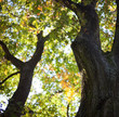 old tree in fall
