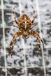 Kreuzspinne