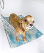 Foto: chihuahua dog getting pleasure from shower in bath chihuahua dog getting pleasure from shower in bath