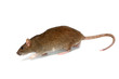 going rat, isolated on the white