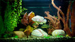 Tropical freshwater aquarium
