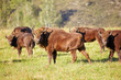 European bison