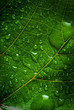 green leaf