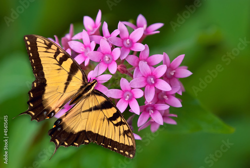 Photo: Swallowtail butterfly on pink flowers Swallowtail butterfly on pink flowers