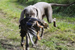 Weimaraner apportiert Ente