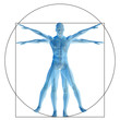 Vitruvian human or man as concept