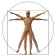 Vitruvian human or man as concept