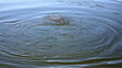 struggle with hooked carp