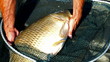 hooked a big carp