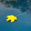 Autumn leaf maple