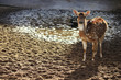 axis deer