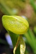 Kalifornische Darlingtonia