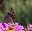 Beautiful Butterfly flying around flowers