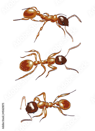 Vector: Red ants. Isolated on white background. Red ants. Isolated on white background.