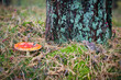 Mushroom in the wood
