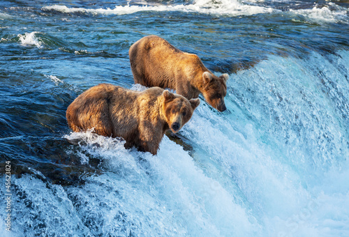 Photo: Bear on Alaska Bear on Alaska