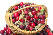 Forest cranberries with basket