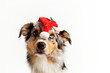 weihnachts hund