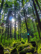 Wald