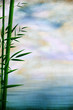 Bamboo grunge background