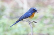 Chinese Blue Flycatcher