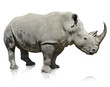 Rhinoceros