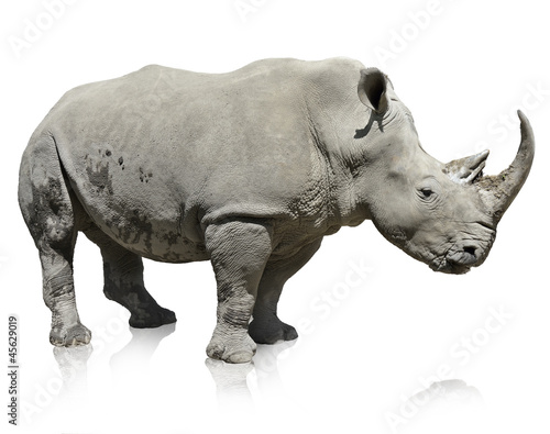 Photo: Rhinoceros Rhinoceros
