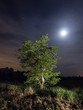 El nogal y la luna