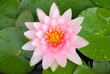 Beautiful pink lotus flower blooming