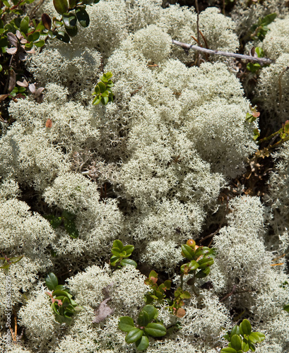 Photo: Reindeer moss Reindeer moss