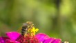 Bee and flower