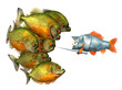 goldfish knight and piranhas, 3d, work-path