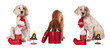 Collection dog sitting with christmas baubles, isolated