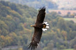 Seeadler im Flug