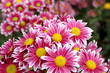 Autumn  chrysanthemum flowers