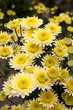 Chrysanthemum  background