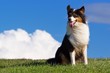 Australian Shepherd sitzt auf Deich