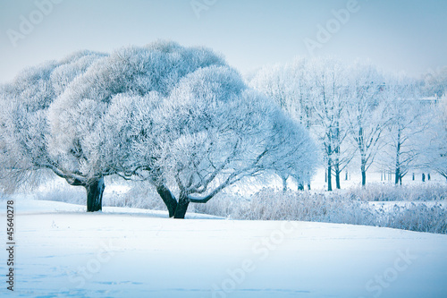 Photo: Winter trees Winter trees