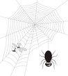 Spider and fly-house