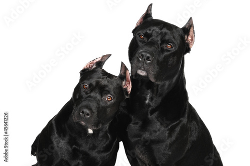 Photo: Two American Pittbull Terrier dog in studio Two American Pittbull Terrier dog in studio