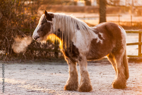 Photo: Winter sun on a skewbald heavy horse Winter sun on a skewbald heavy horse