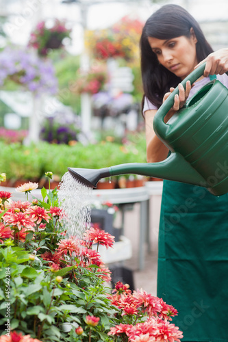 Photo: Woman watering plants Woman watering plants