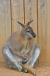 Foto: Wallaby Sitting Down Wallaby Sitting Down