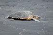 Black Sand Beach Turtle